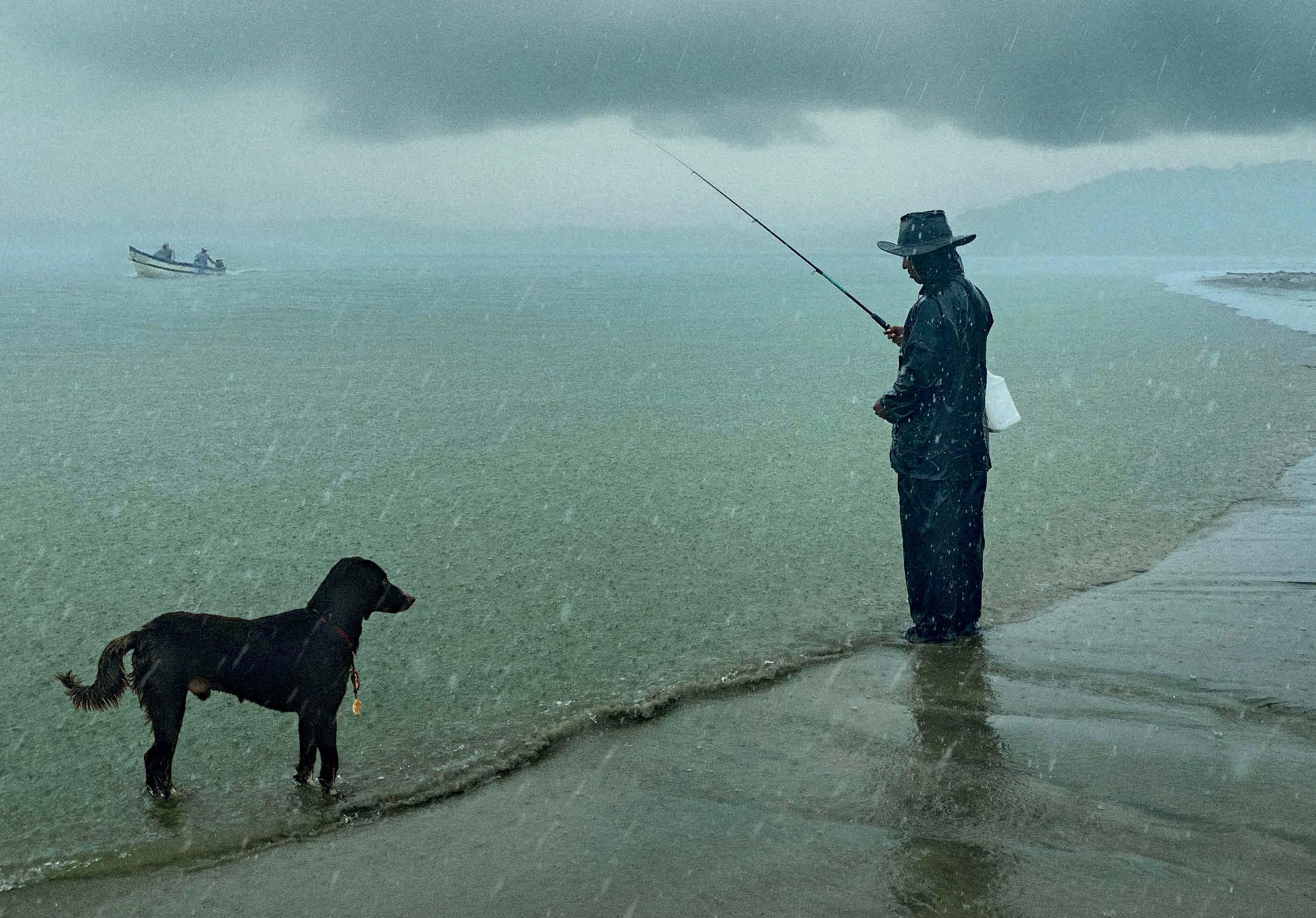 Of Strays and Solace